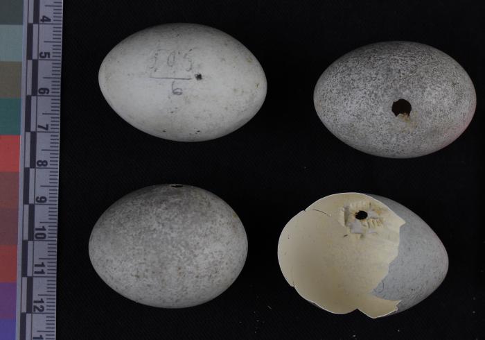 Tricolored heron (eggs)