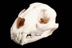 African Leopard (skull) 
