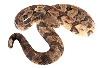 Canebrake/Timber Rattlesnake (mount) 