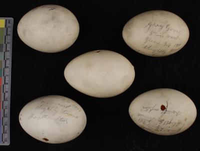 Graylag Goose (eggs)