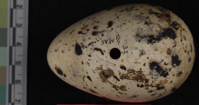 Razorbill (egg)