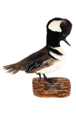 Hooded Merganser (mount) 