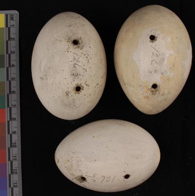 Brown Pelican (egg)