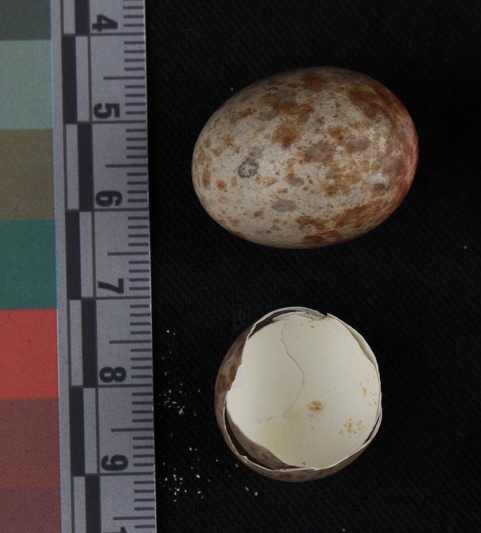 Northern Mockingbird (eggs)