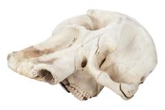 African Savanna Elephant (skull)