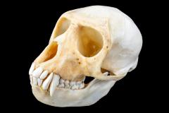 Vervet (skull) 