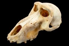 Chacma Baboon (skull) 