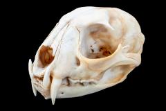 Caracal (skull) 