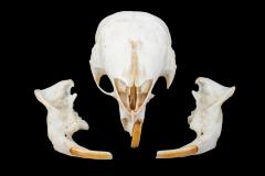 South African Porcupine (skull)