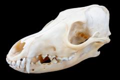 Jackal (skull) 
