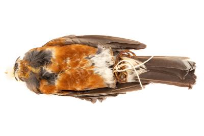 American Robin