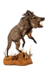 Collared Peccary (Mount) 