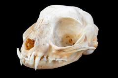 African Wildcat (skull)