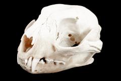 Caracal (skull)