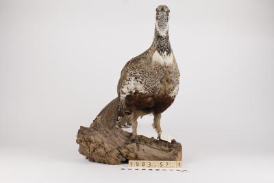 Greater Sage-Grouse (mount)