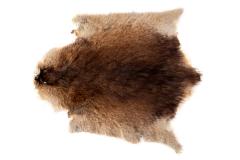 Muskrat (skin)