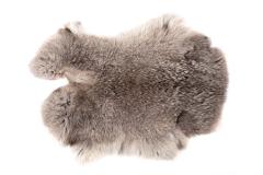 Domestic Rabbit (skin)