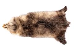 Virginia Opossum (skin)