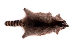 Raccoon (skin)