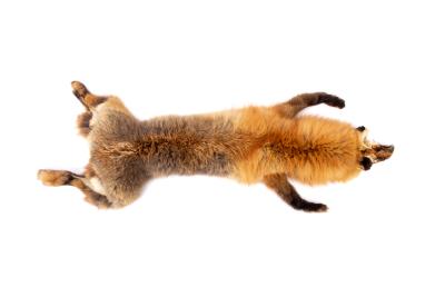 Red Fox (skin)