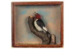 Woodpecker, Red-headed, School Loan Collection