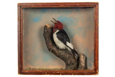 Woodpecker, Red-headed, School Loan Collection