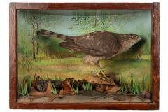 Hawk, Sharp-shinned, School Loan Collection