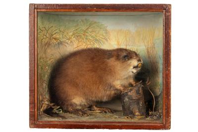 Muskrat, School Loan Collection
