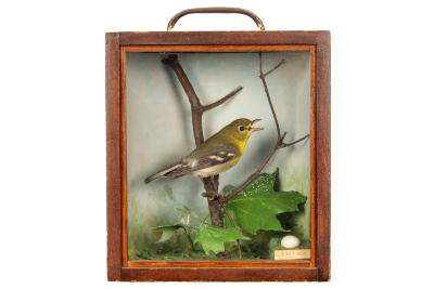 Vireo, Yellow-throated, School Loan Collection