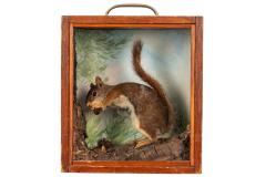 Squirrel, Red, School Loan Collection