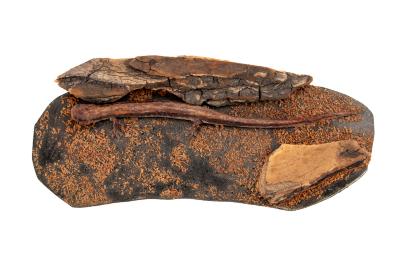 Red-backed Salamander (mount)
