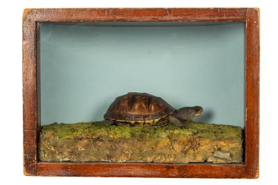 Wood Turtle, School Loan Collection