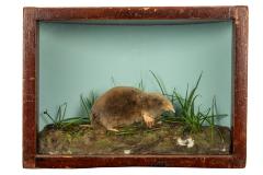Mole, Prairie, School Loan Collection