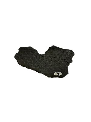 Tree Bark Imprint Fossil