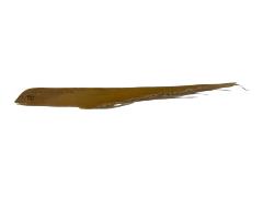 Baleen