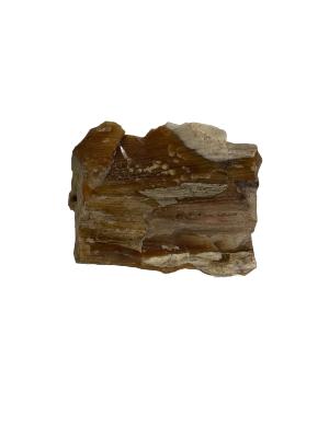 Petrified Wood