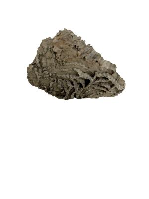 Chain Coral Fossil