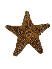 Sea Star