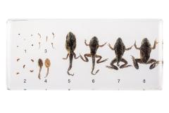 East Asian Bullfrog (life cycle) 