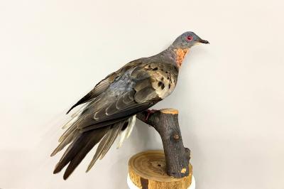 Passenger Pigeon (mount)