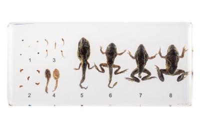 East Asian Bullfrog (life cycle) 