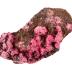 Erythrite 
