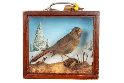 Cardinal, School Loan Collection