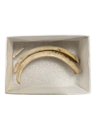 Tusk