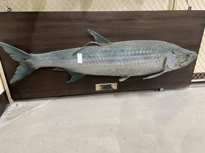 Atlantic Tarpon (mount)