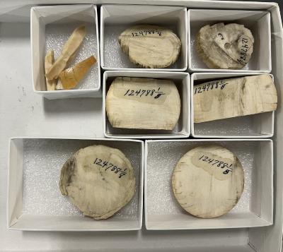 Ivory Pieces (6) 