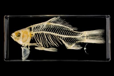 Goldfish (skeleton)