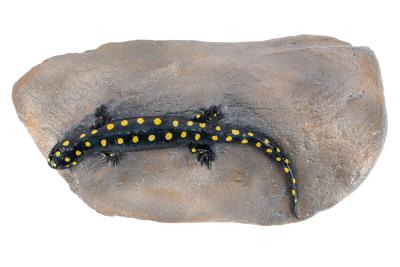 Spotted Salamander (replica)
