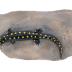 Spotted Salamander (replica)
