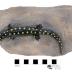 Spotted Salamander (replica)
